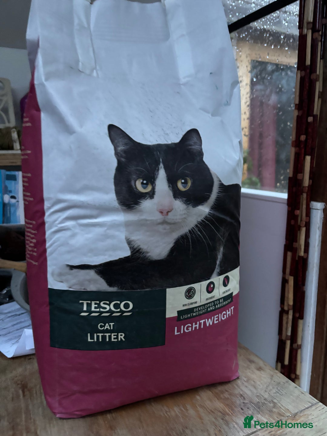 Domestic Shorthair cats for sale: Cute kittens  - Advert 5