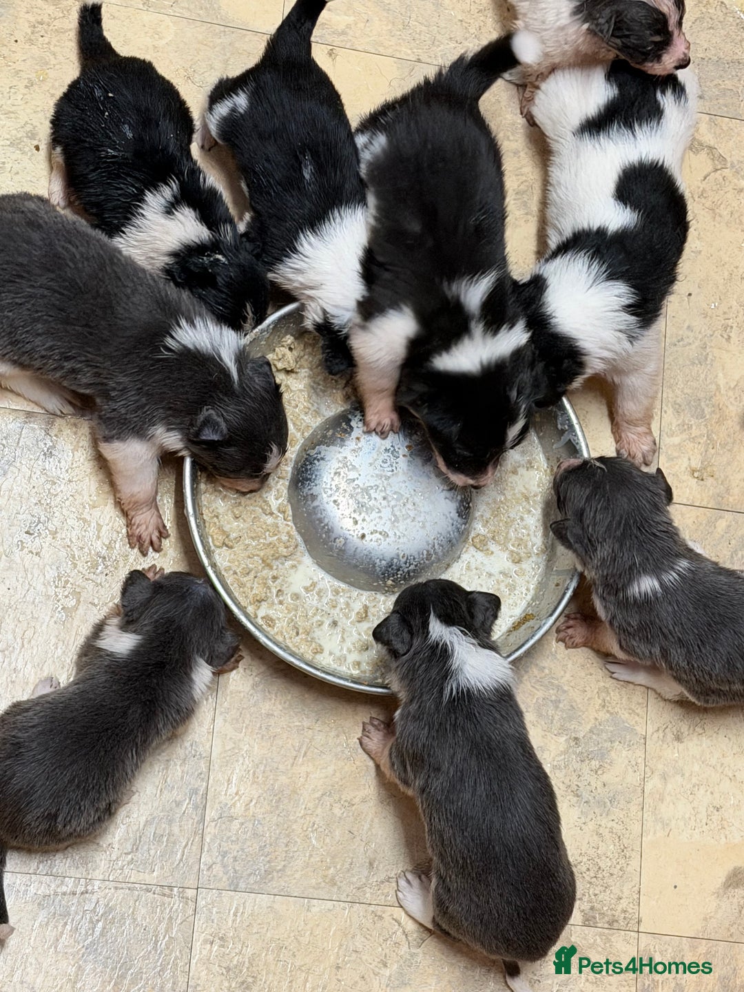 Border Collie dogs for sale: 10 amazing puppies - Advert 5