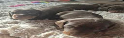 Miniature Dachshund dogs for sale: Miniature Dachshunds  - Advert 13
