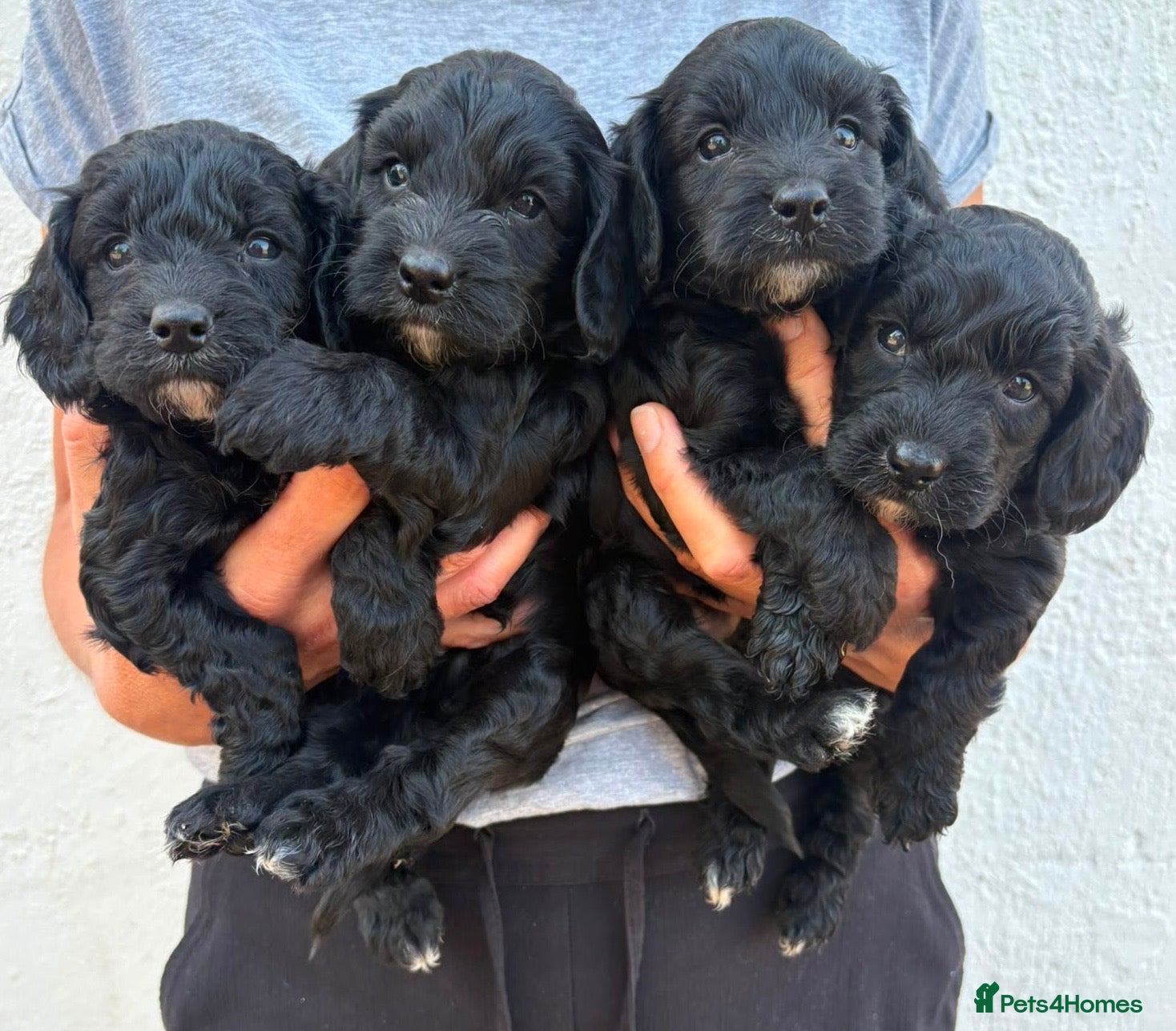 Cockapoo dogs Cockapoo puppies - Advert 1