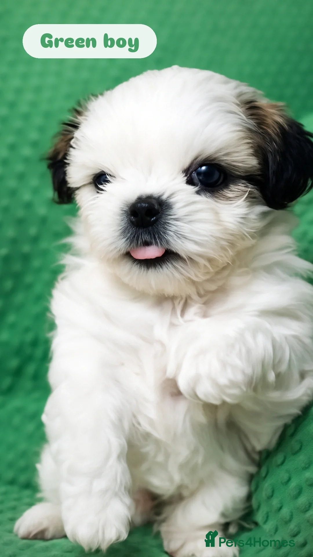 Shih Tzu dogs for sale: Shih tzu puppies 🦁🦁 🩷🩵 - Advert 10