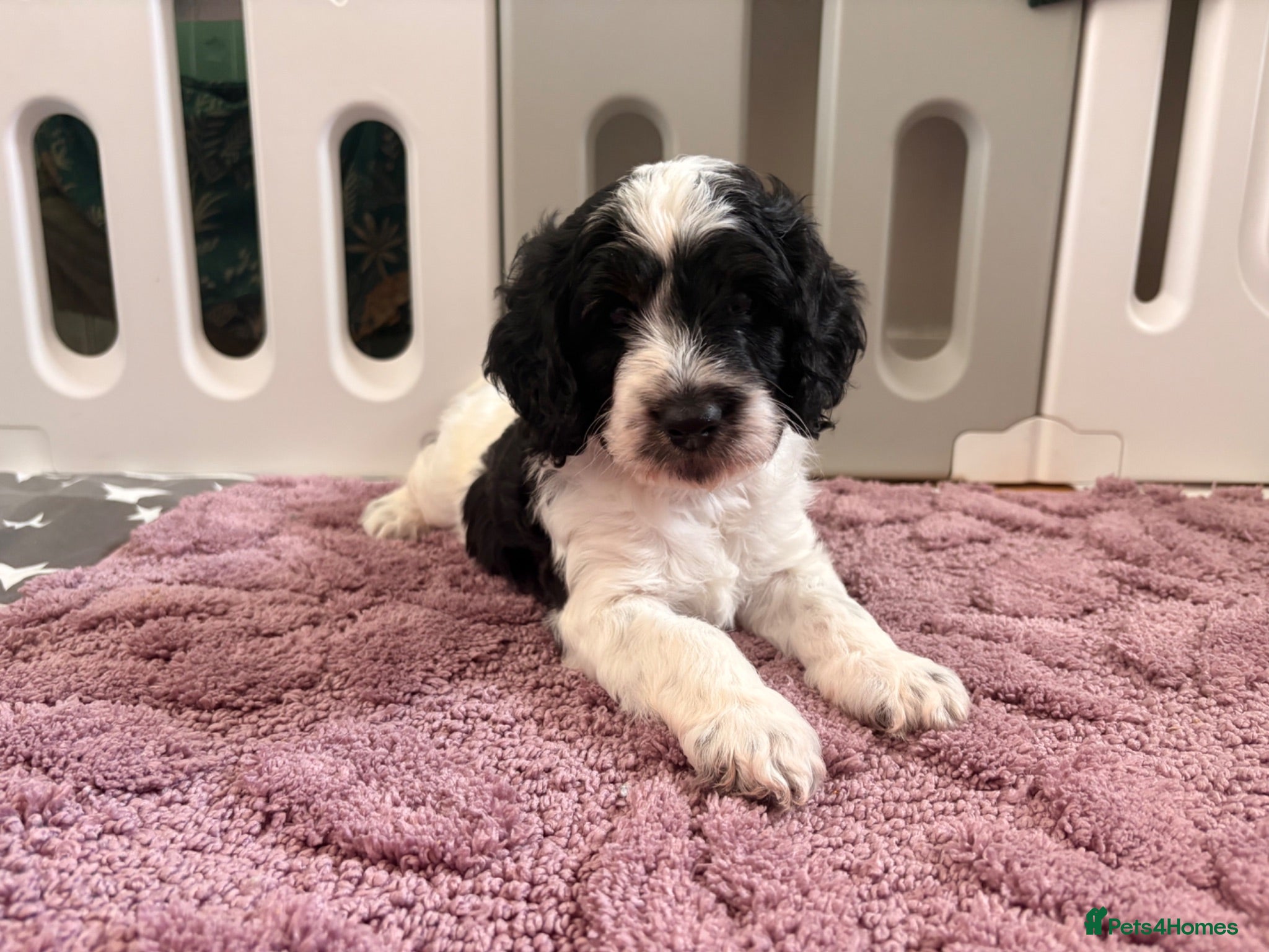 Goldendoodle dogs Gorgeous Double Doodle Boys - Advert 2
