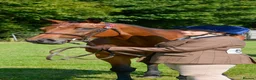 Irish Thoroughbred horses for sale: Beautiful Old Fashioned Stamp Mare in Preston - Advert 2
