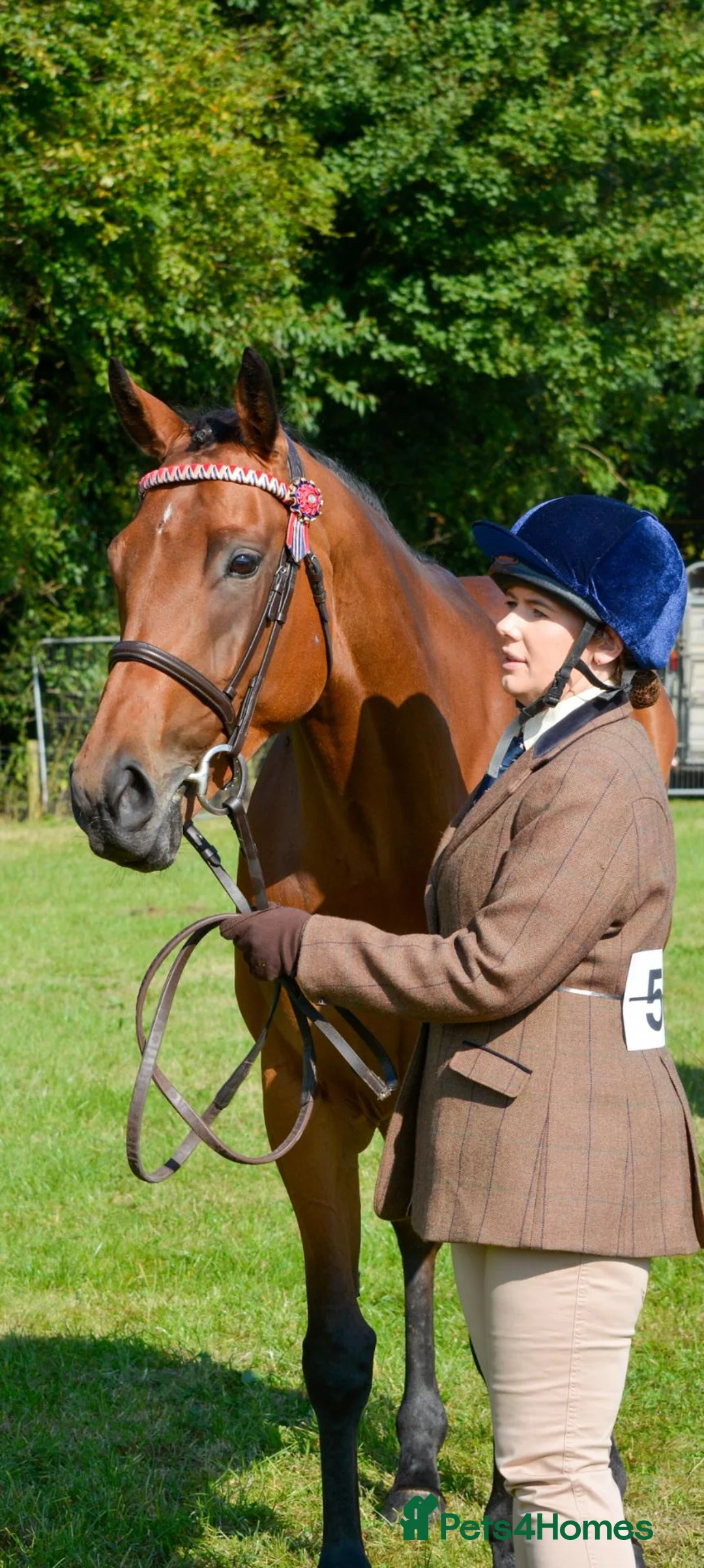Irish Thoroughbred horses for sale: Beautiful Old Fashioned Stamp Mare in Preston - Advert 2