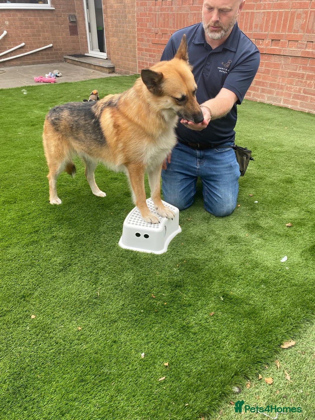 Mixed Breed dogs for adoption: ❤️🐶 LEIA- amazing 5 year-old GSD girl❤️🐶  - Image 12