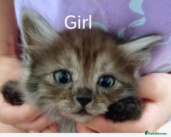 Ragdoll cats Stunning Ragdoll x British short hair kittens  - Advert 1