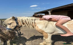 Irish Cob horses for sale: Hennessy  - Image 2