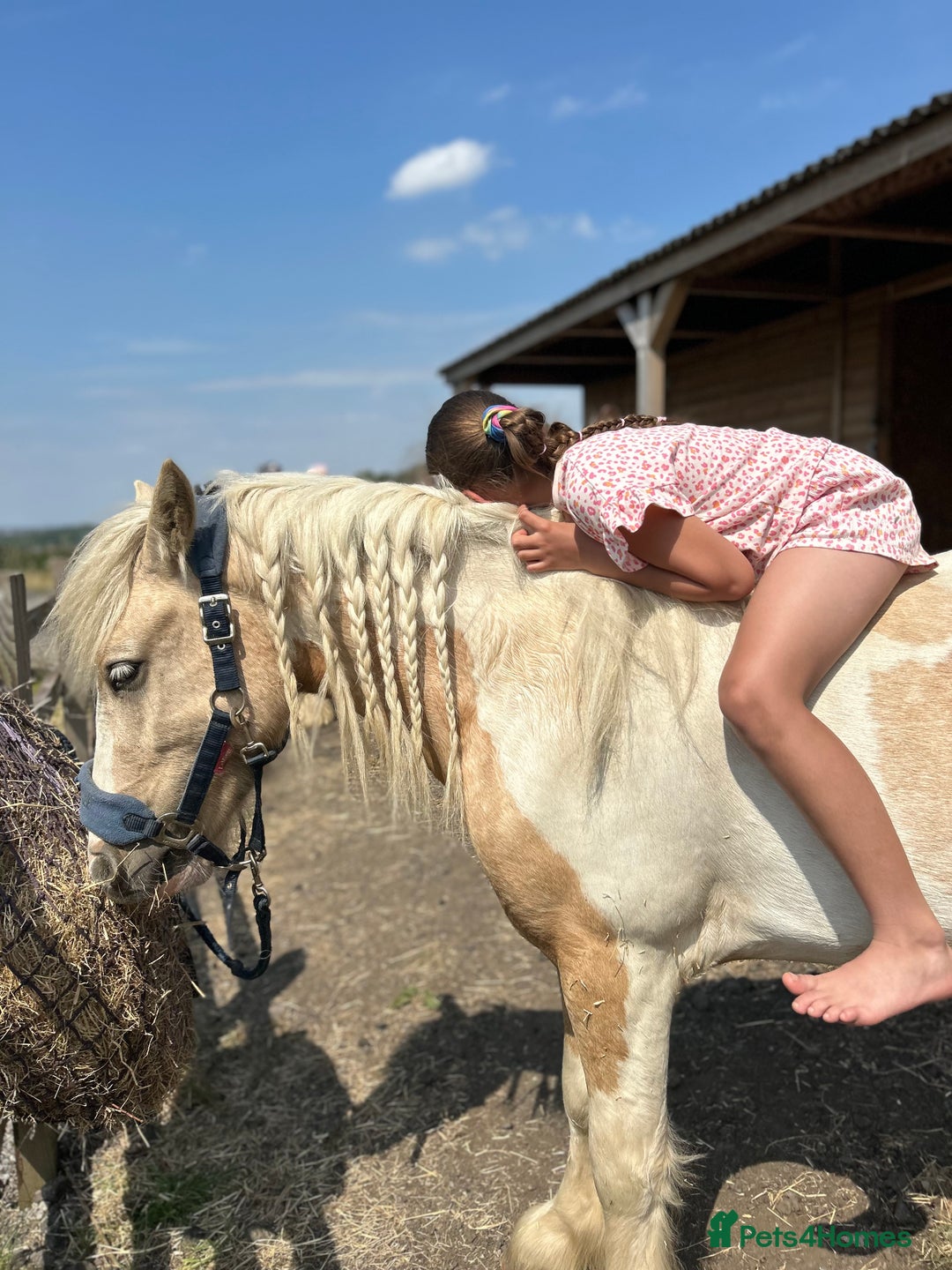 Irish Cob horses for sale: Hennessy  - Image 2