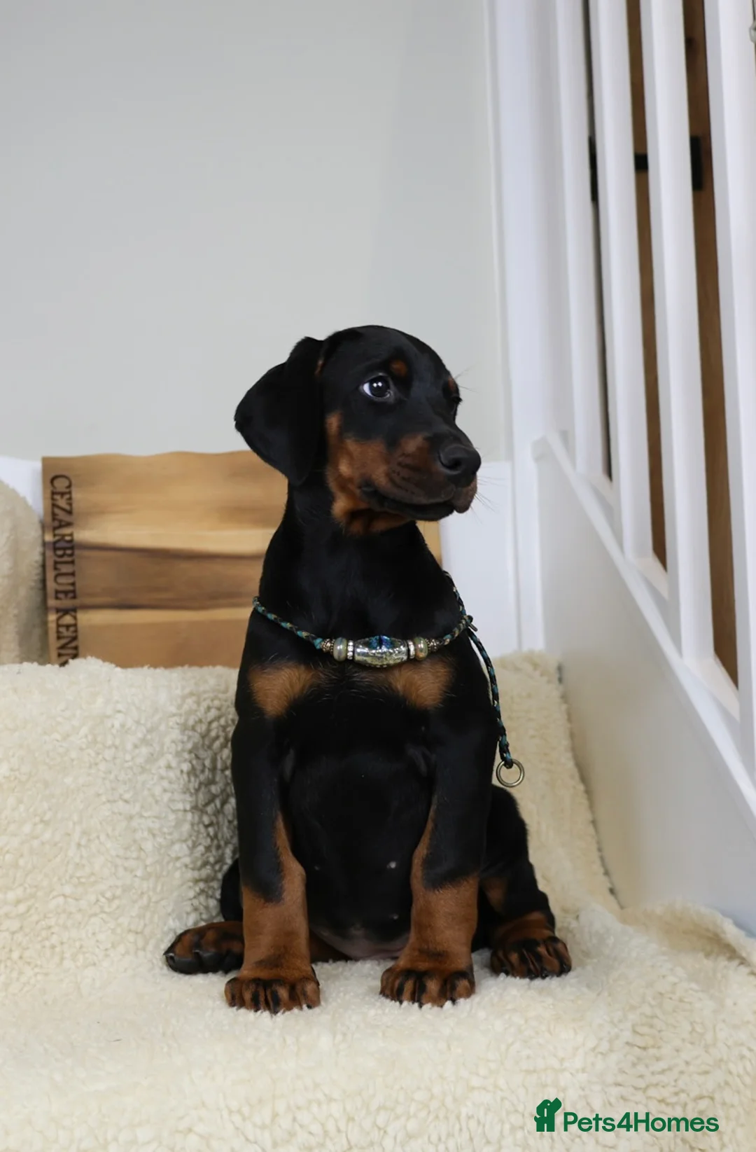 Dobermann dogs for sale: Cezarblue European 12 Week Female Doberman ⭐️  in Petersfield - Advert 6