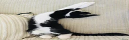 Domestic Shorthair cats for sale: Tuxedo little girl - Advert 3