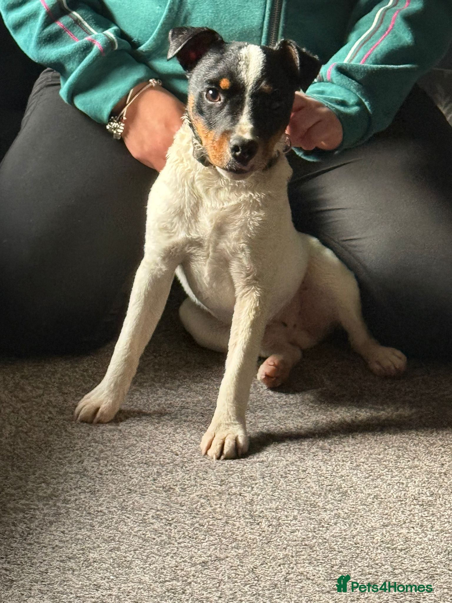 Jack Russell dogs Jack Russell 10 month  - Advert 8