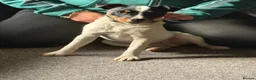 Jack Russell dogs for sale: Jack Russell 10 month  in Radstock - Advert 1