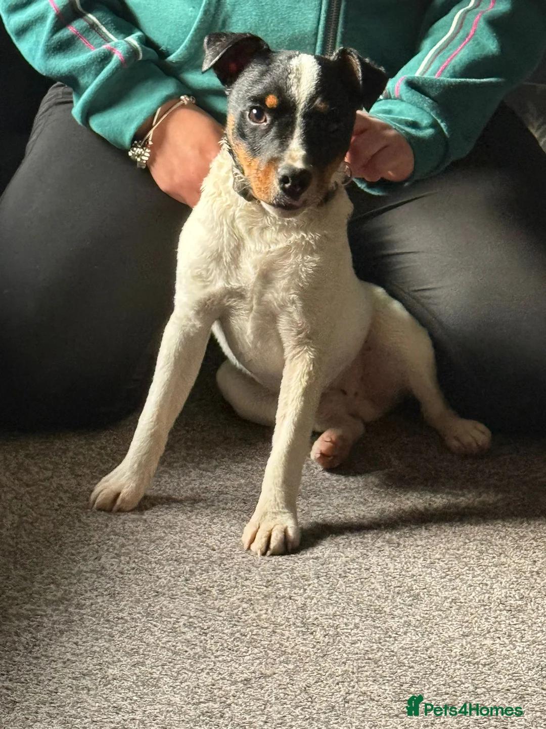 Jack Russell dogs for sale: Jack Russell 10 month  in Radstock - Advert 1