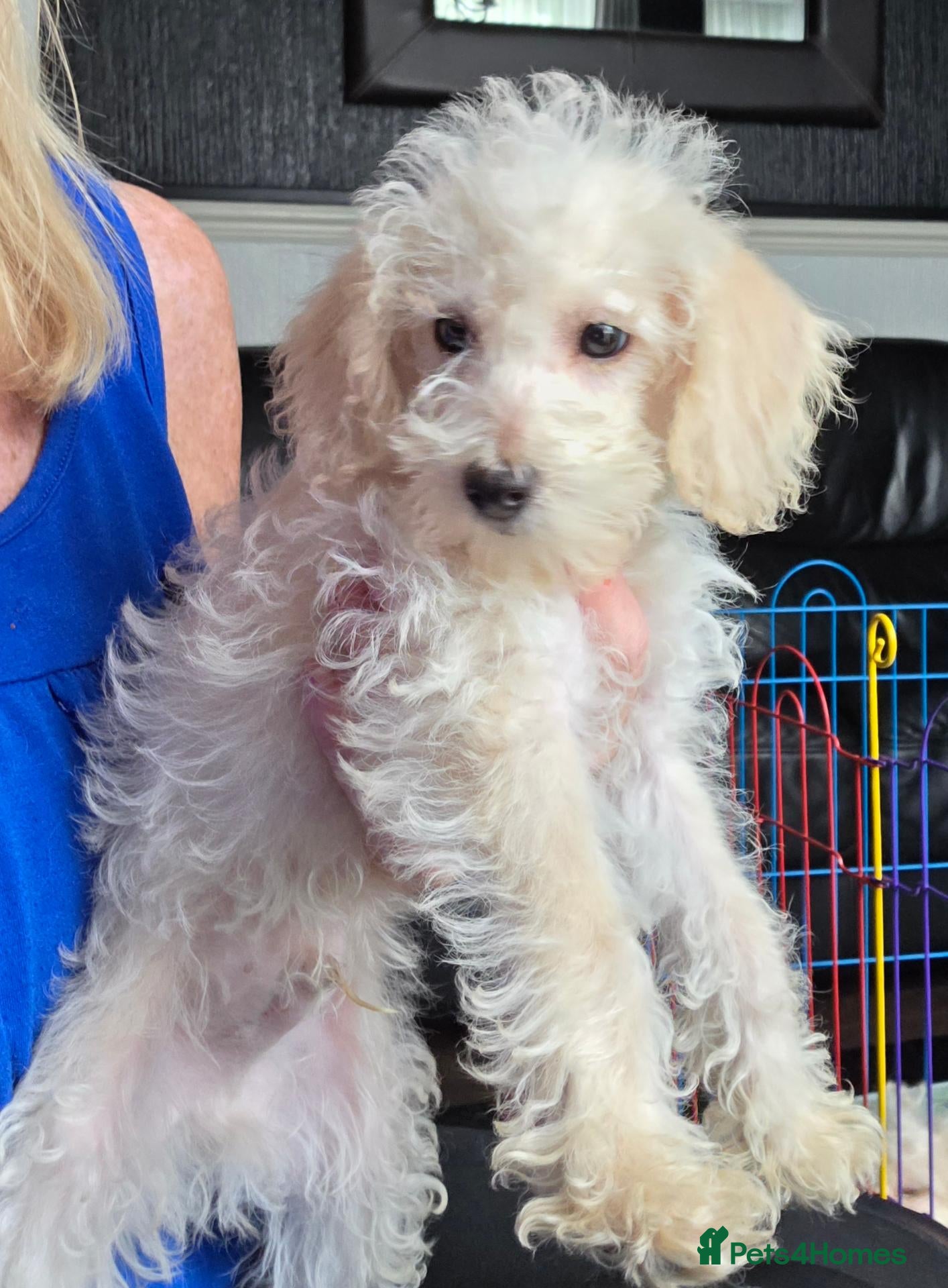 Jackapoo dogs Toy poodle 3/4 puppies  - Advert 2
