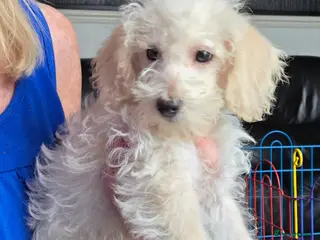Jackapoo dogs Toy poodle 3/4 puppies - Advert 2