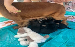Mixed Breed dogs for sale: Cockerjack puppies are here !!!!! - Image 2