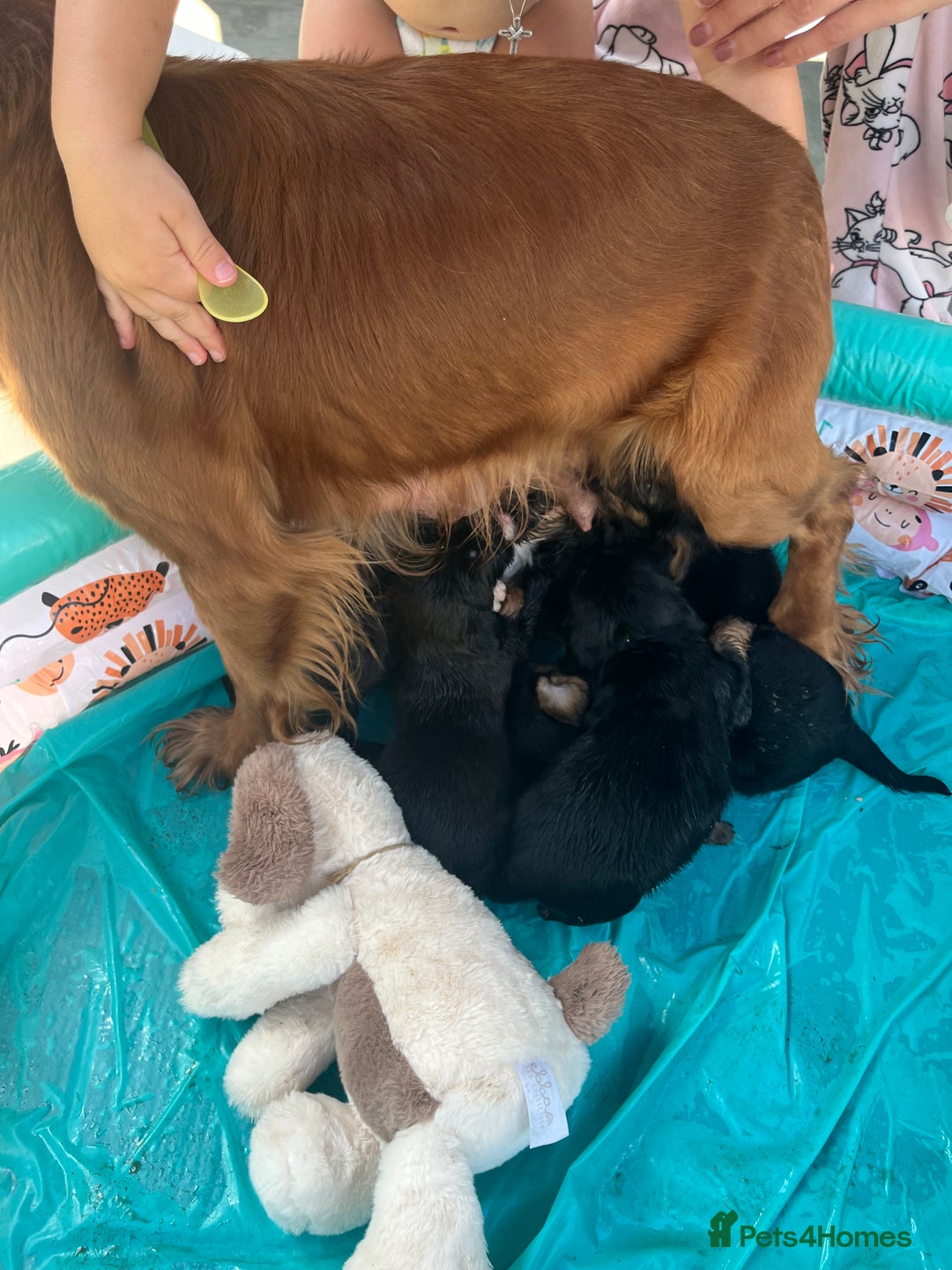 Mixed Breed dogs for sale: Cockerjack puppies are here !!!!! - Image 2