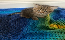 British Shorthair cats for sale: Good morning  - Image 2