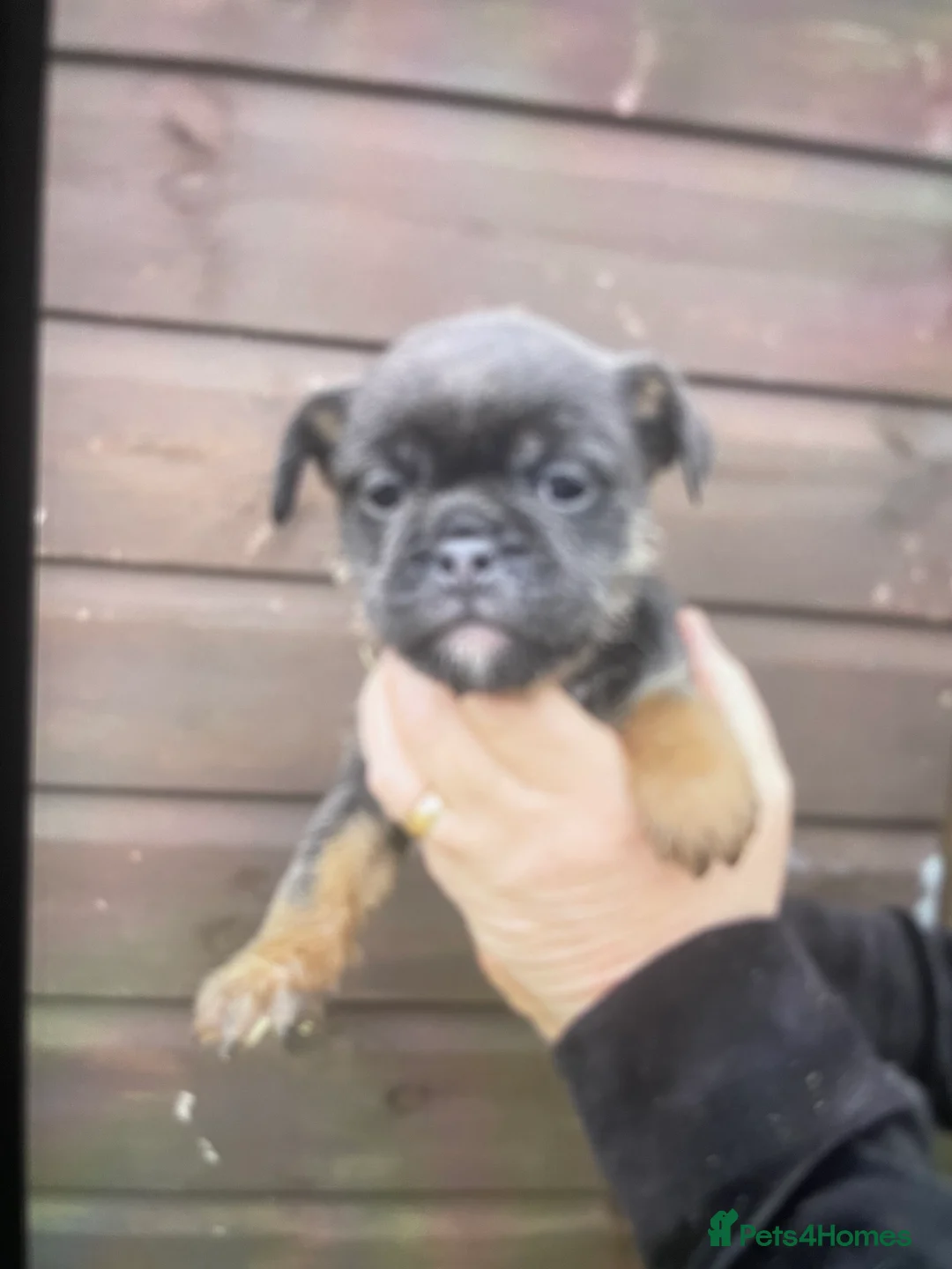 Mixed Breed dogs for sale: Norfolk terrier Cross by French bull bulldog cross - Advert 6