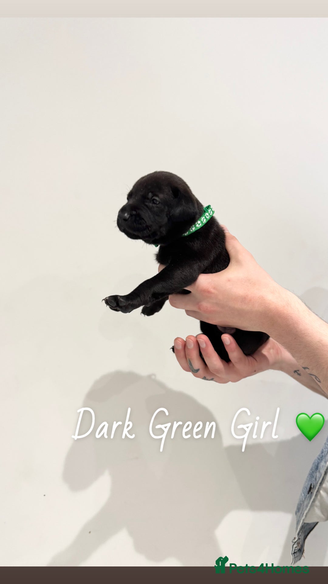 Mixed Breed dogs for sale: Doberman x American Bulldog  - Image 3
