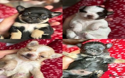 Chihuahua dogs for sale: Long Haired Applehead puppies - Advert 1