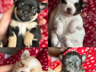 Chihuahua dogs Long Haired Applehead puppies - Advert 3