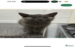 Mixed Breed cats for sale: 2 kittens  - Image 10