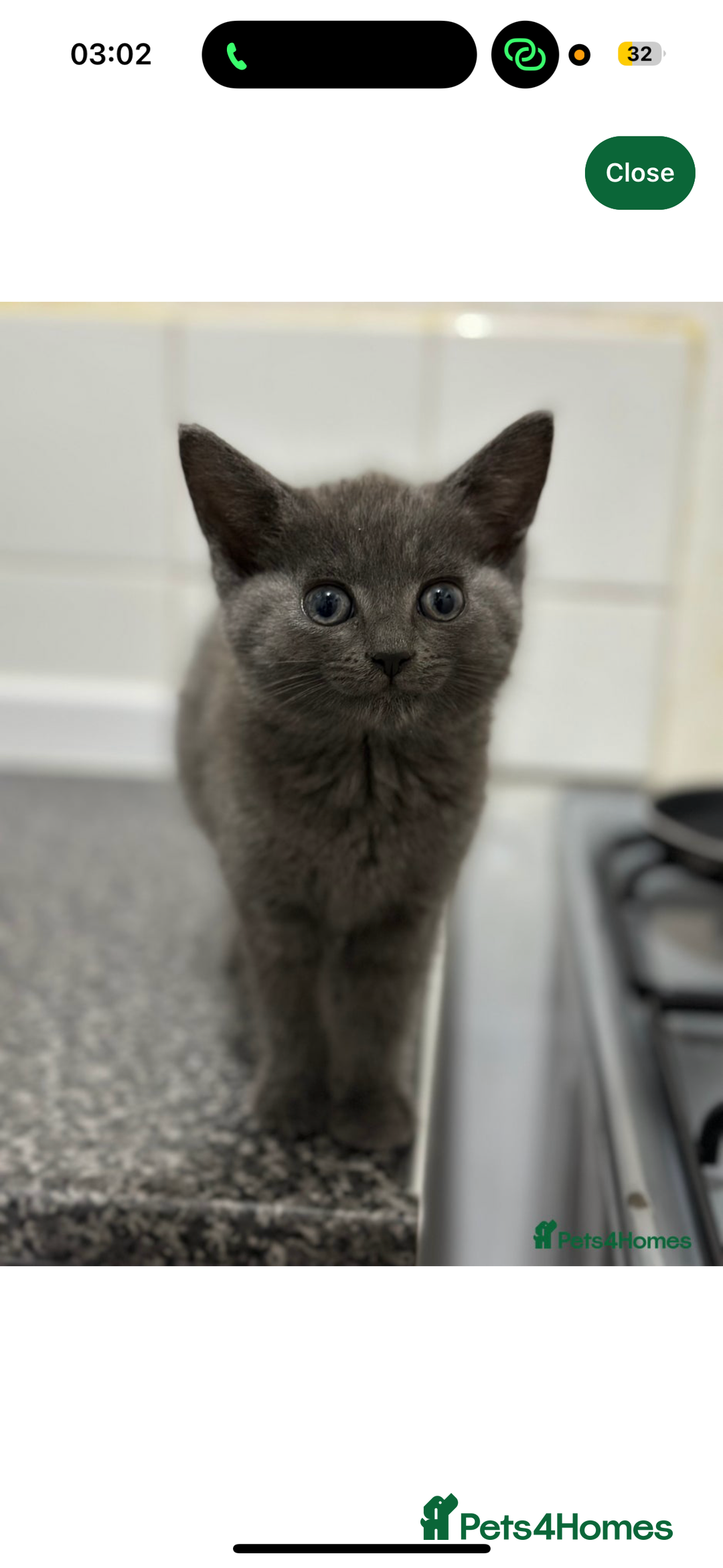 Mixed Breed cats for sale: 2 kittens  - Image 10