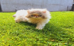 Persian cats for sale: Adorable Pure persian kitten  - Image 4