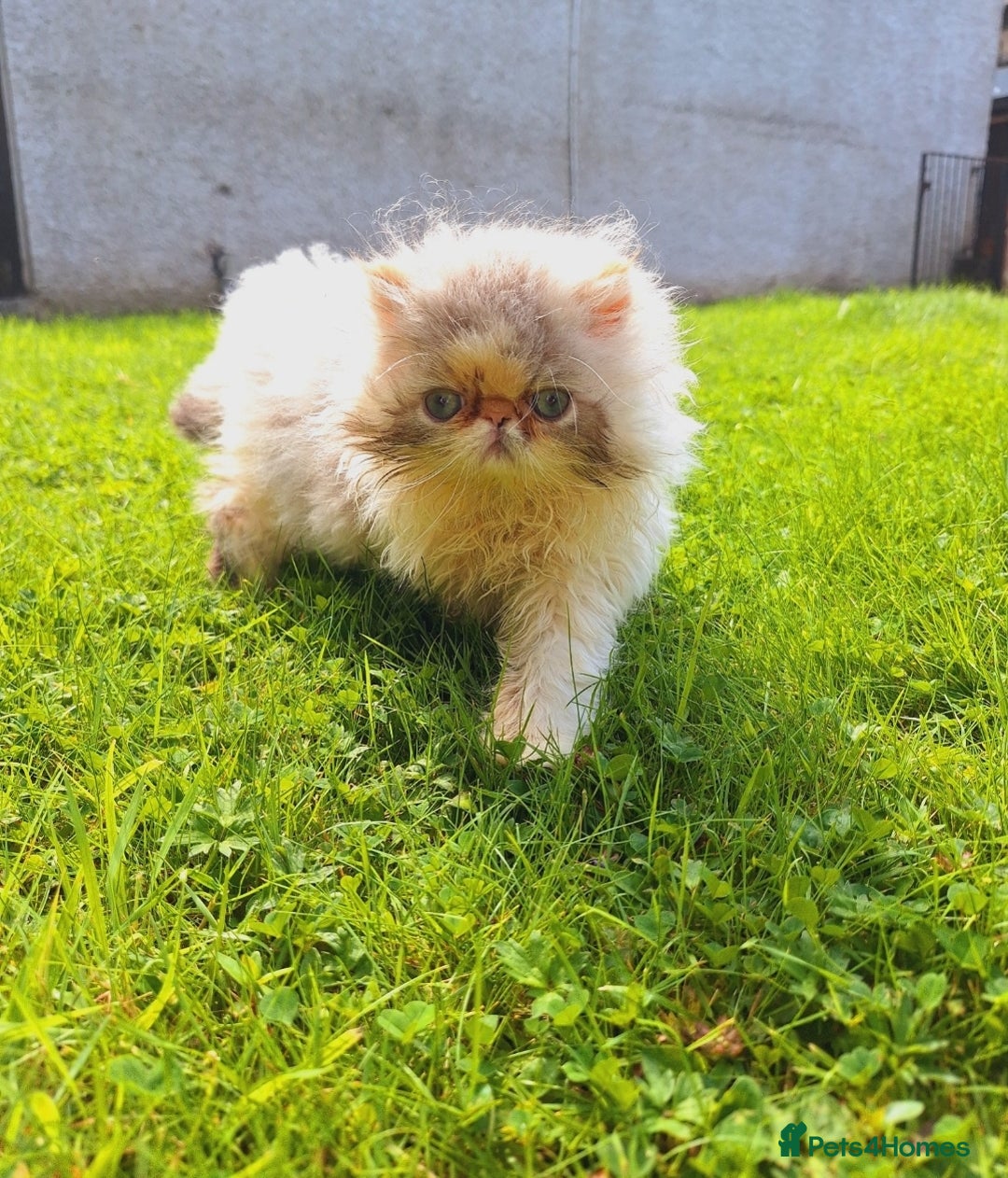 Persian cats for sale: Adorable Pure persian kitten  - Image 4