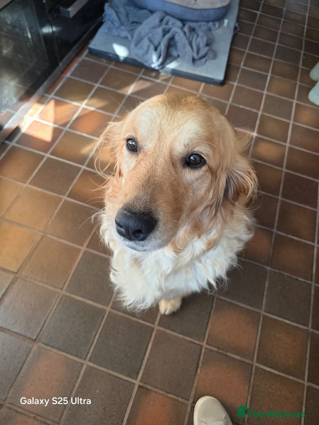 Golden Retriever dogs for sale: Golden Retriever Puppies - Advert 2