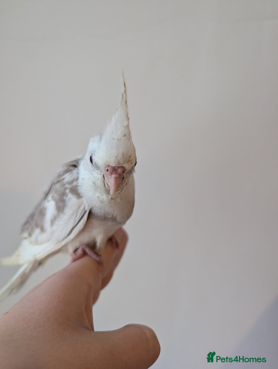 Cockatiels birds for sale: Tame cockatiel  - Advert 3