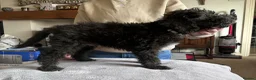 Bedlington Terrier dogs for sale: Exceptional KC Registered Bedlington Terrier puppy - Advert 7
