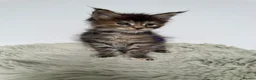 Maine Coon cats for sale: Superb quality Maine coon girls  - Advert 11