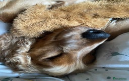 Cocker Spaniel dogs for sale: Waiting list open! KC reg Cocker Spaniel pups - Image 15