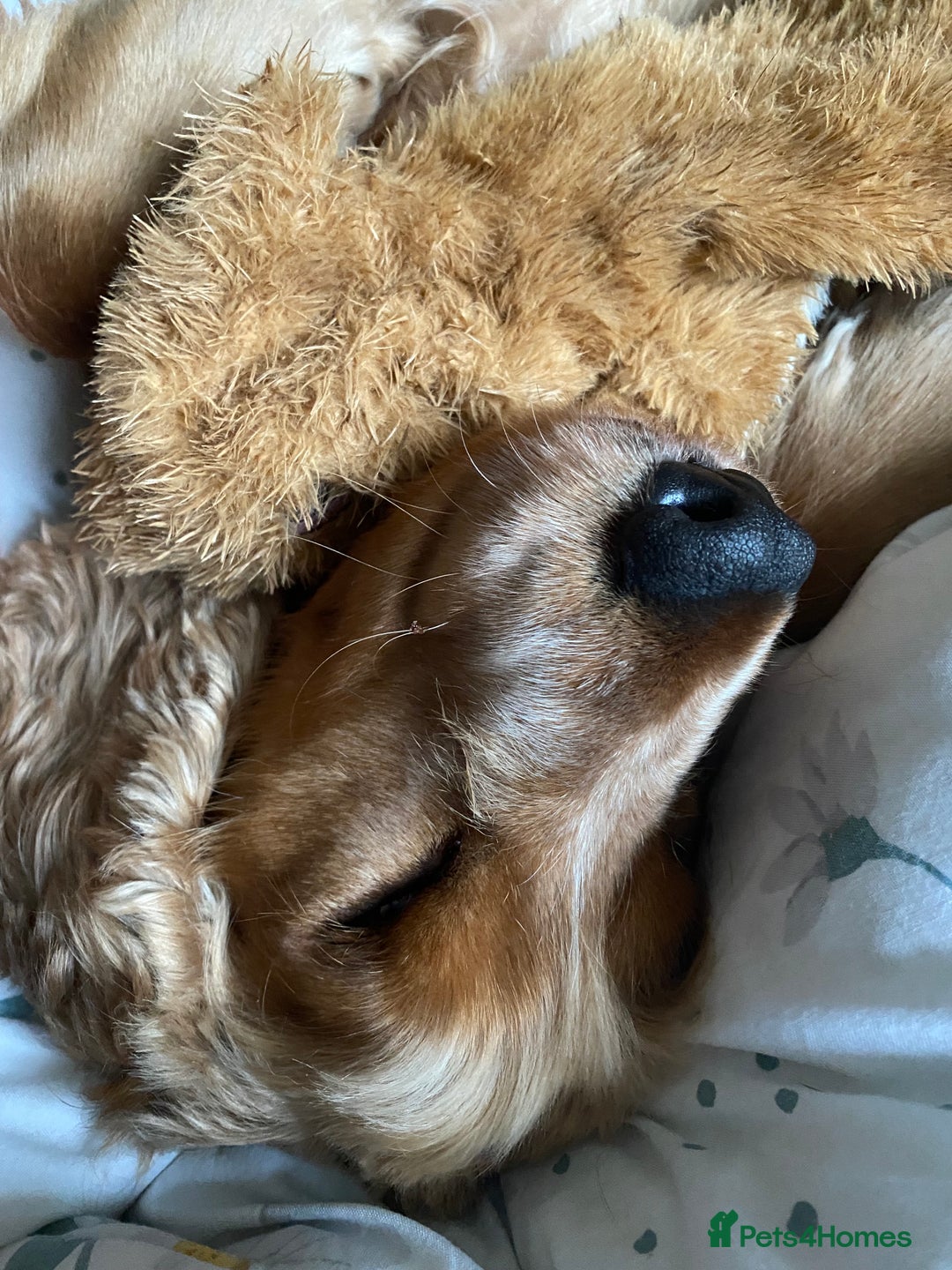 Cocker Spaniel dogs for sale: Waiting list open! KC reg Cocker Spaniel pups - Image 15