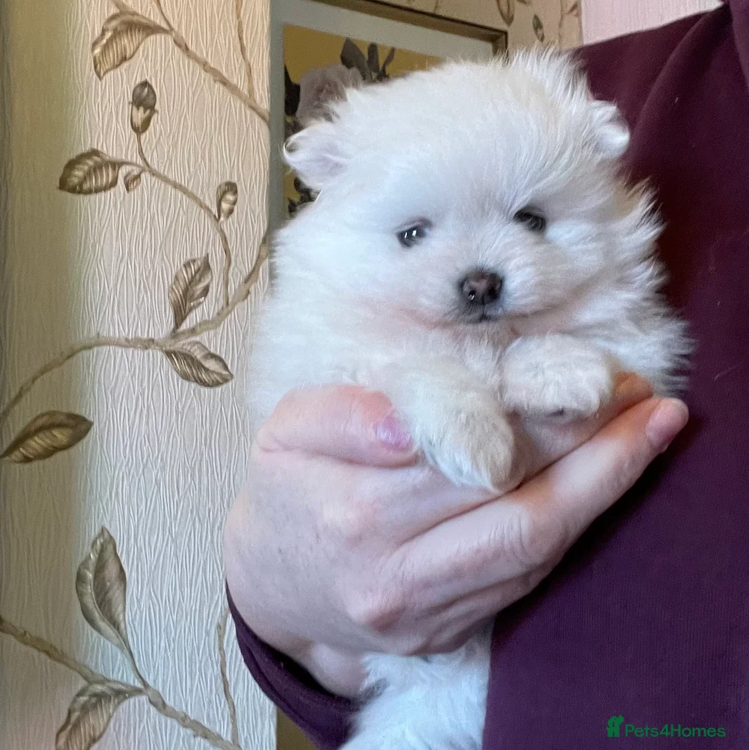 Pomeranian dogs for sale: Stunning KC Teddy Bear Pomeranians - Advert 7