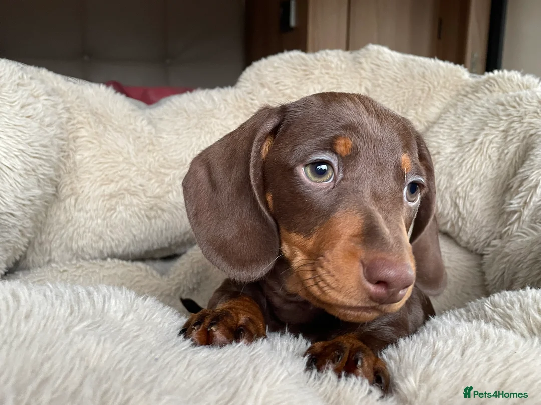 Miniature Dachshund dogs for sale: Beautiful litter of miniature daschunds  - Advert 2