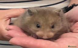 Hamster rodents for sale: Baby Syrian hamsters from show stock  - Image 6