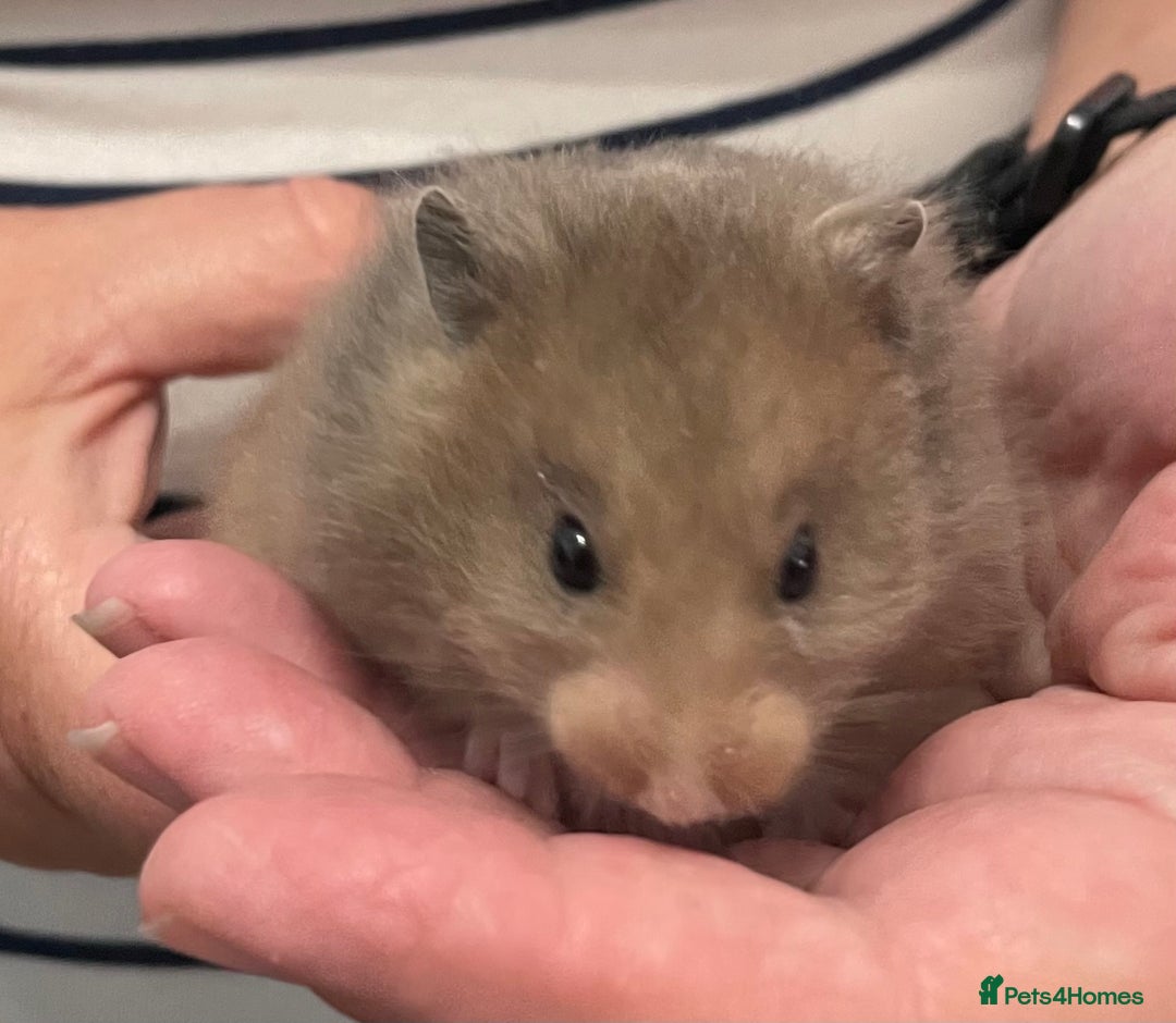 Hamster rodents for sale: Baby Syrian hamsters from show stock  - Image 6