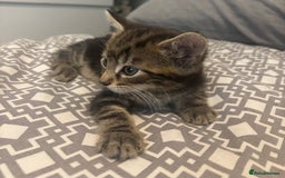 Mixed Breed cats for sale: Kittens for sale  - Image 1
