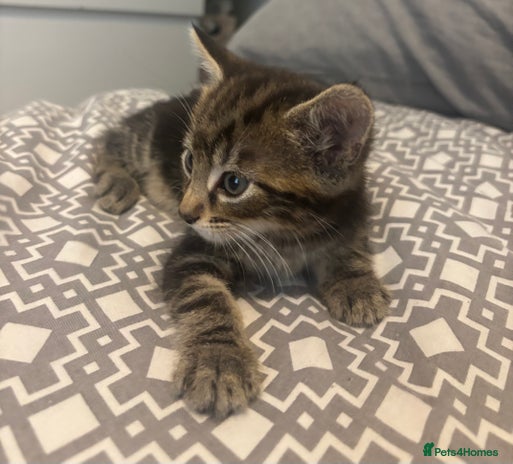 Mixed Breed cats - Advert 16