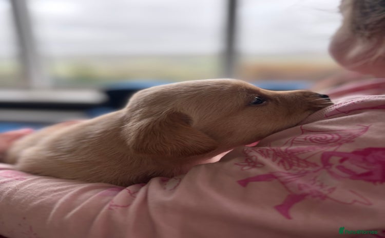 Labrador Retriever dogs - Advert 5