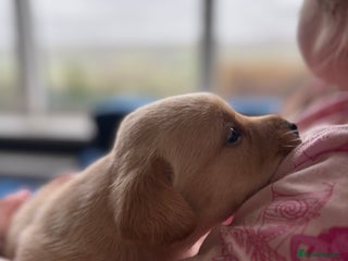 Labrador Retriever dogs - Advert 26