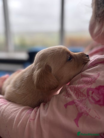 Labrador Retriever dogs - Advert 1