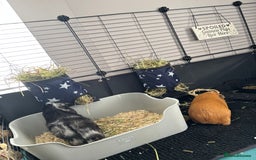 Guinea Pig rodents for sale: Female guinea pigs - Advert 2