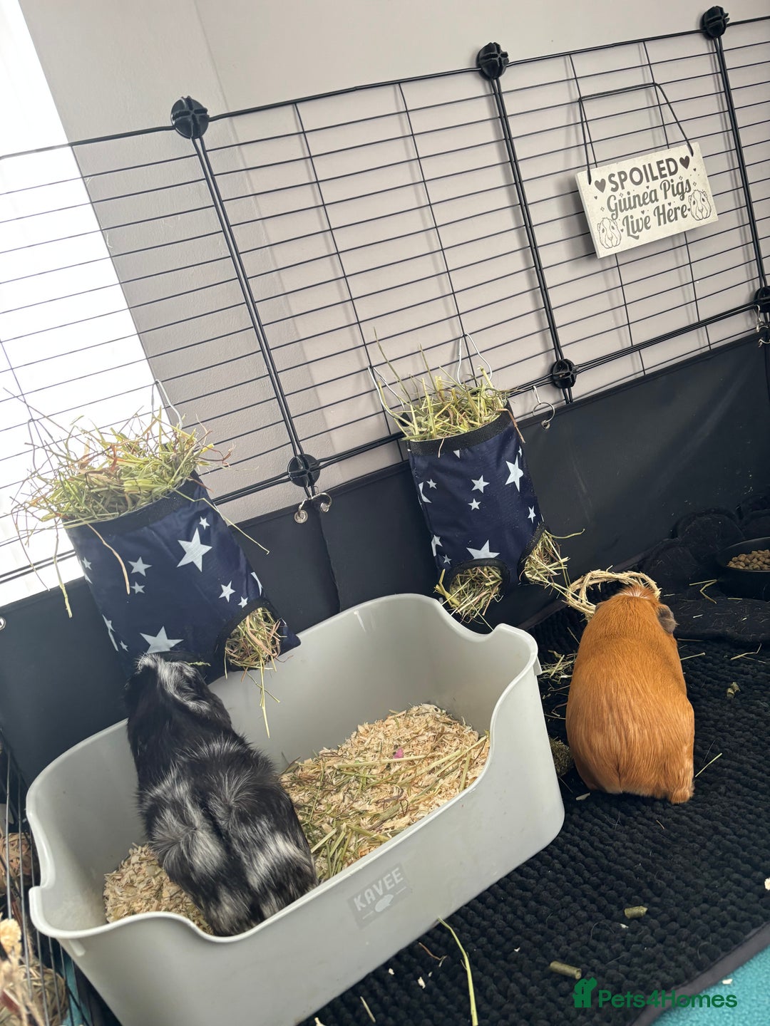 Guinea Pig rodents for sale: Female guinea pigs - Advert 2