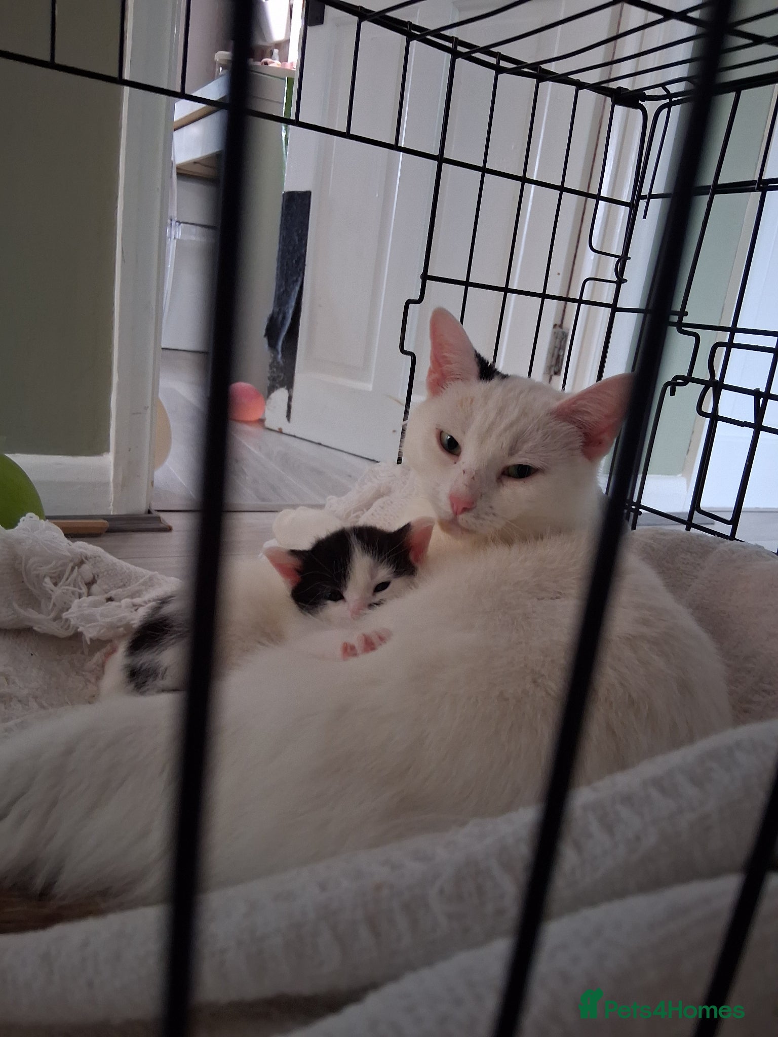 Domestic Shorthair cats Gorgeous domestic shorthair kittens - Advert 1