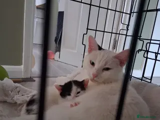 Domestic Shorthair cats Gorgeous domestic shorthair kittens - Advert 5