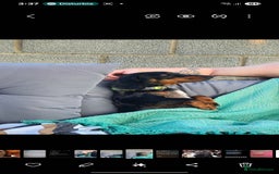 Dachshund dogs for sale: Our Precious Slinky - Image 2